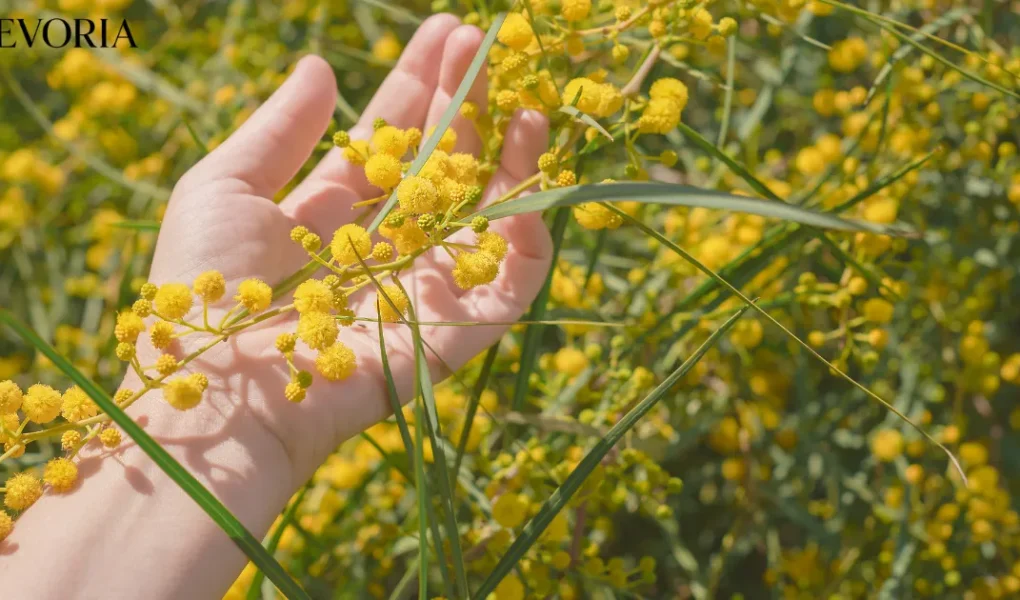 Helichrysum