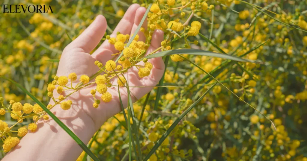 Helichrysum 