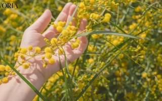 Helichrysum