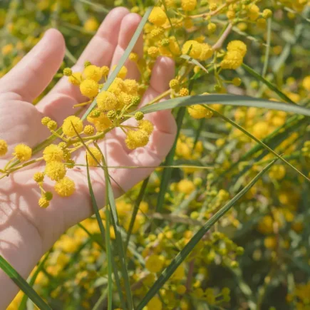 Helichrysum