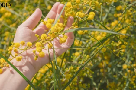 Helichrysum